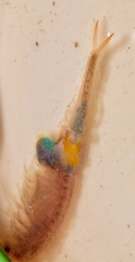 Branchipus schaefferi