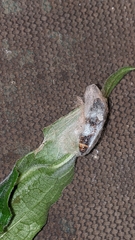Lymantria dispar