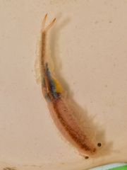 Branchipus schaefferi