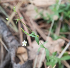 Arenaria lanuginosa