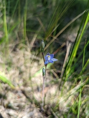 Thelymitra pauciflora