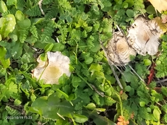 Clitocybe rivulosa