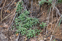 Antennaria marginata