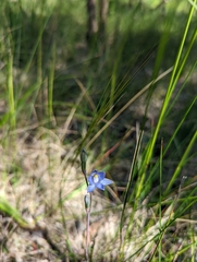Thelymitra pauciflora