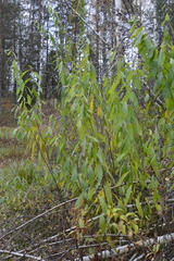 Salix triandra