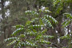 Juglans major