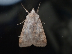 Helicoverpa armigera