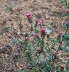 Cirsium arizonicum