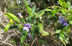 Billardiera cymosa