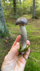 Leccinum scabrum
