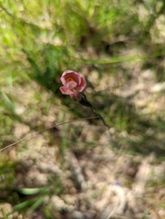 Thelymitra rubra