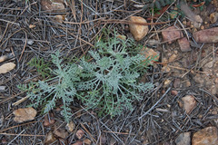 Hymenopappus filifolius