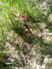 Thelymitra rubra