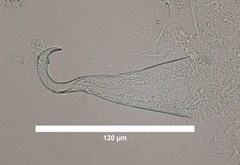 Macrostomum inductum