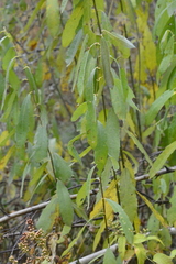 Salix triandra