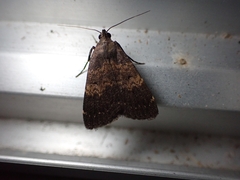 Hydrillodes lentalis