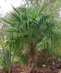 Trachycarpus