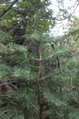 Abies concolor