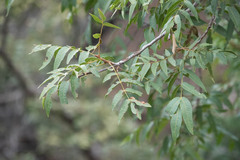 Juglans major
