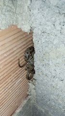 Hemorrhois hippocrepis