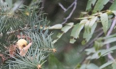 Juglans major