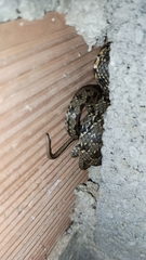 Hemorrhois hippocrepis