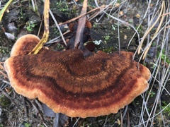 Phaeolus schweinitzii