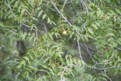 Juglans major