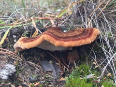 Phaeolus schweinitzii