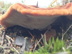 Phaeolus schweinitzii