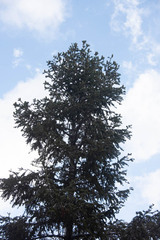 Abies concolor