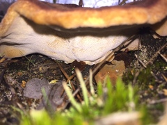 Phaeolus schweinitzii