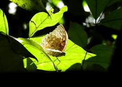 Charaxes durnfordi