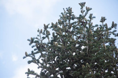 Abies concolor