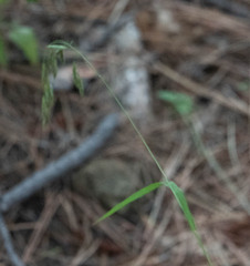 Bromus ciliatus