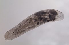 Macrostomum inductum