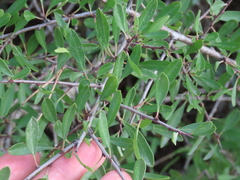 Rhamnus oleoides