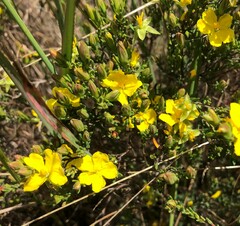 Hibbertia devitata