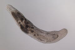 Macrostomum inductum