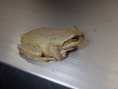 Hyla japonica