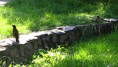 Acridotheres tristis