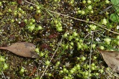 Siloxerus multiflorus