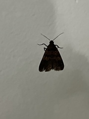 Lepidoptera