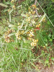 Pyracantha angustifolia