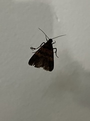 Lepidoptera