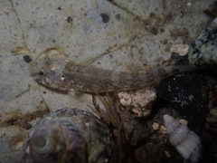 Chaenogobius annularis