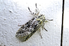 Lichnoptera cavillator