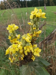 Verbascum densiflorum