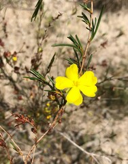 Hibbertia virgata