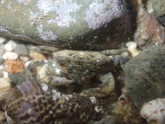 Hemigrapsus sanguineus